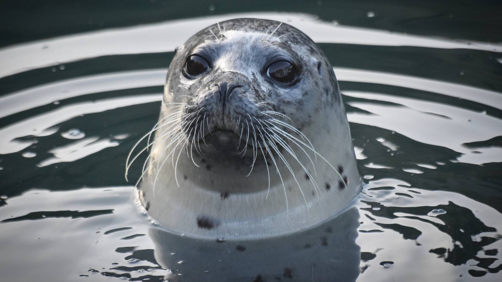 Seal Survives Orca Attack By Hopping On A Boat Off The Coast Of Seattle (Video)