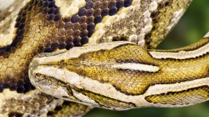 invasive Burmese python in Florida