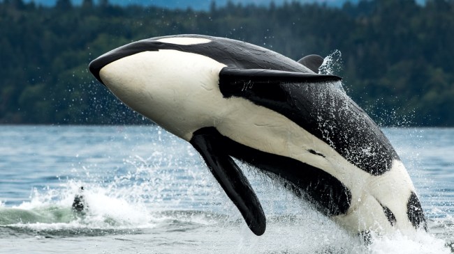 orca leaping