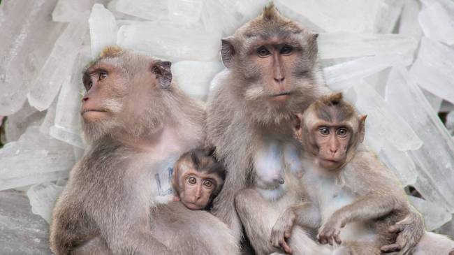 monkeys and crystal meth