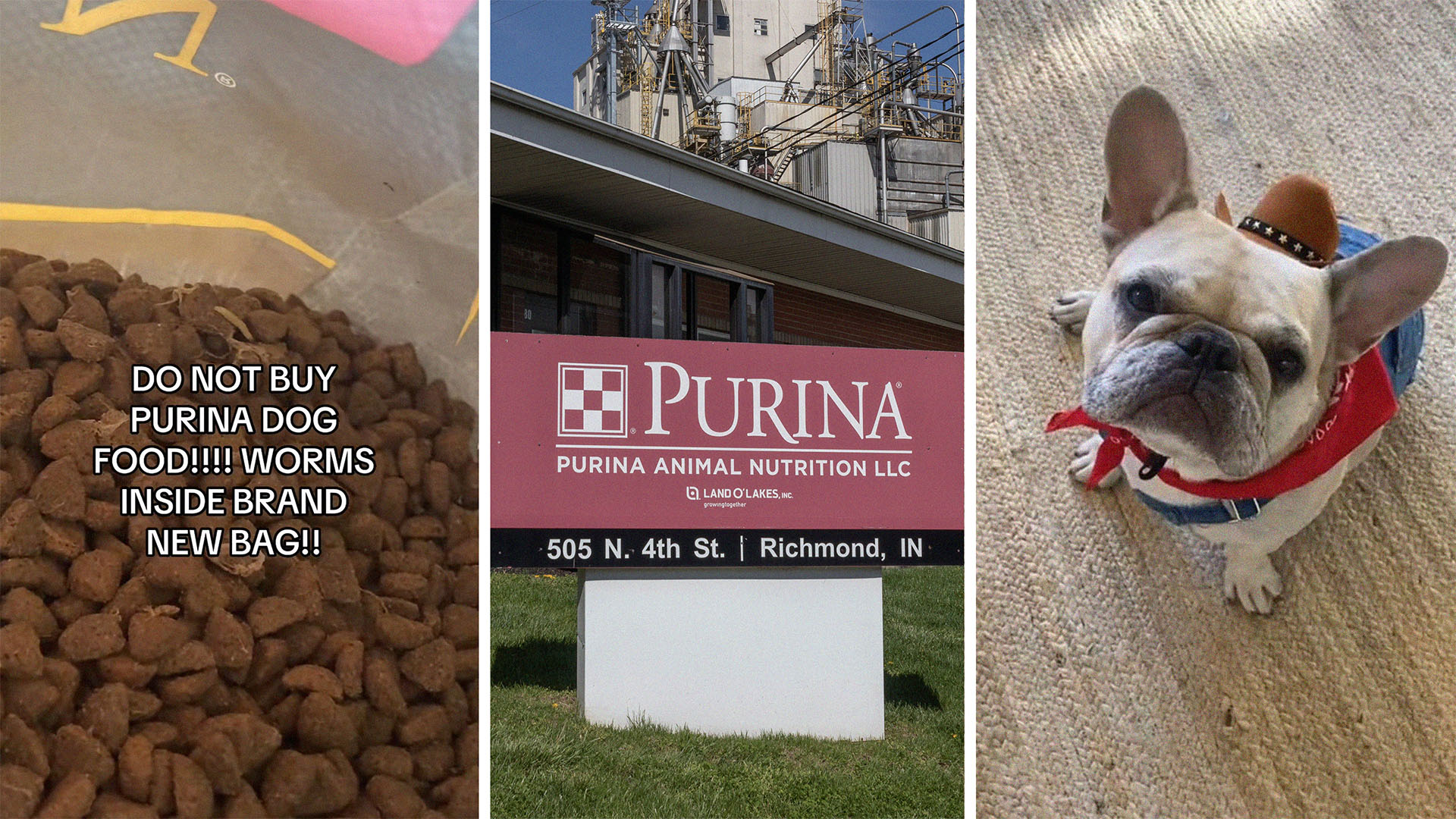 Close up of Purina dog food contaminated with worms(l) Purina Outdoor company sign(c) Little Puppy looking sad(r)