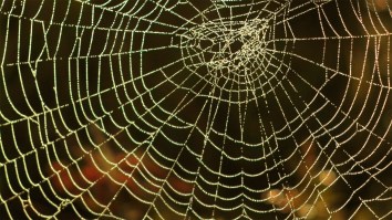 Scientists Discover World’s Largest Spiderweb, With 111,000 Spiders Living On It