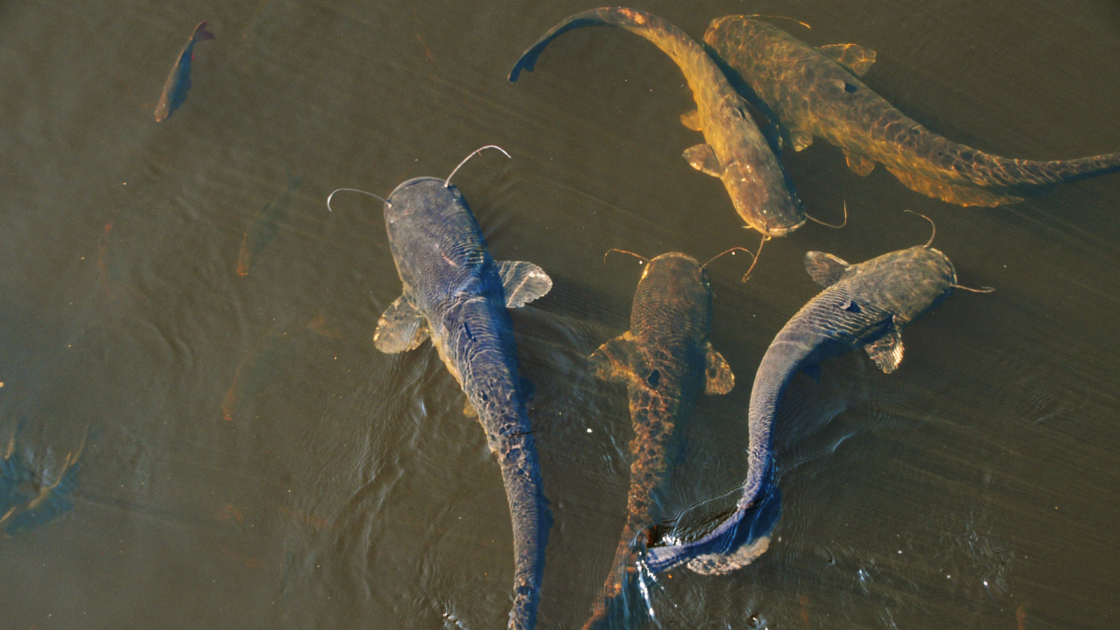 Wels catfish in Europe