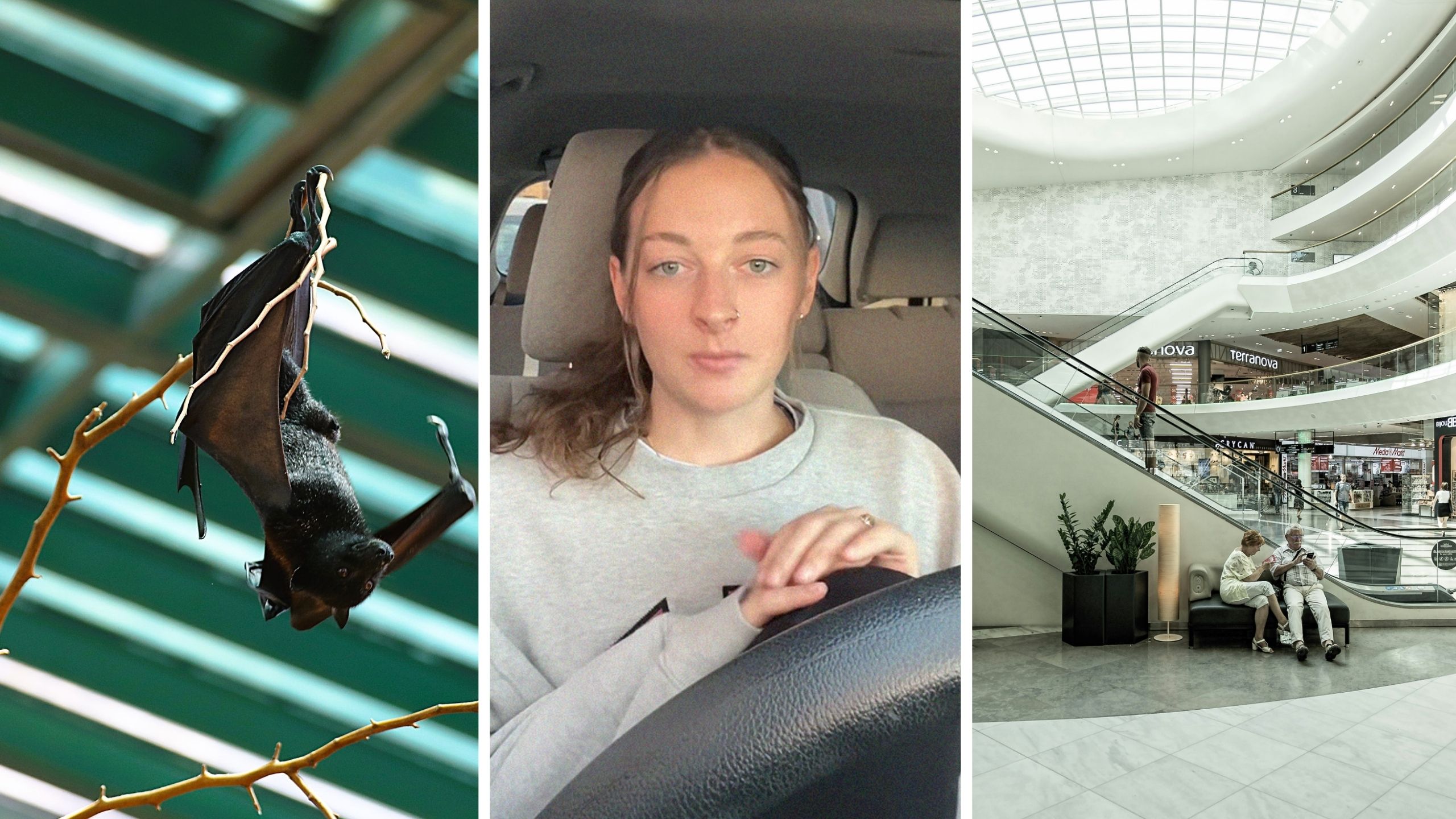 hanging bat (l) woman shares mall experience (c) shopping mall (r)