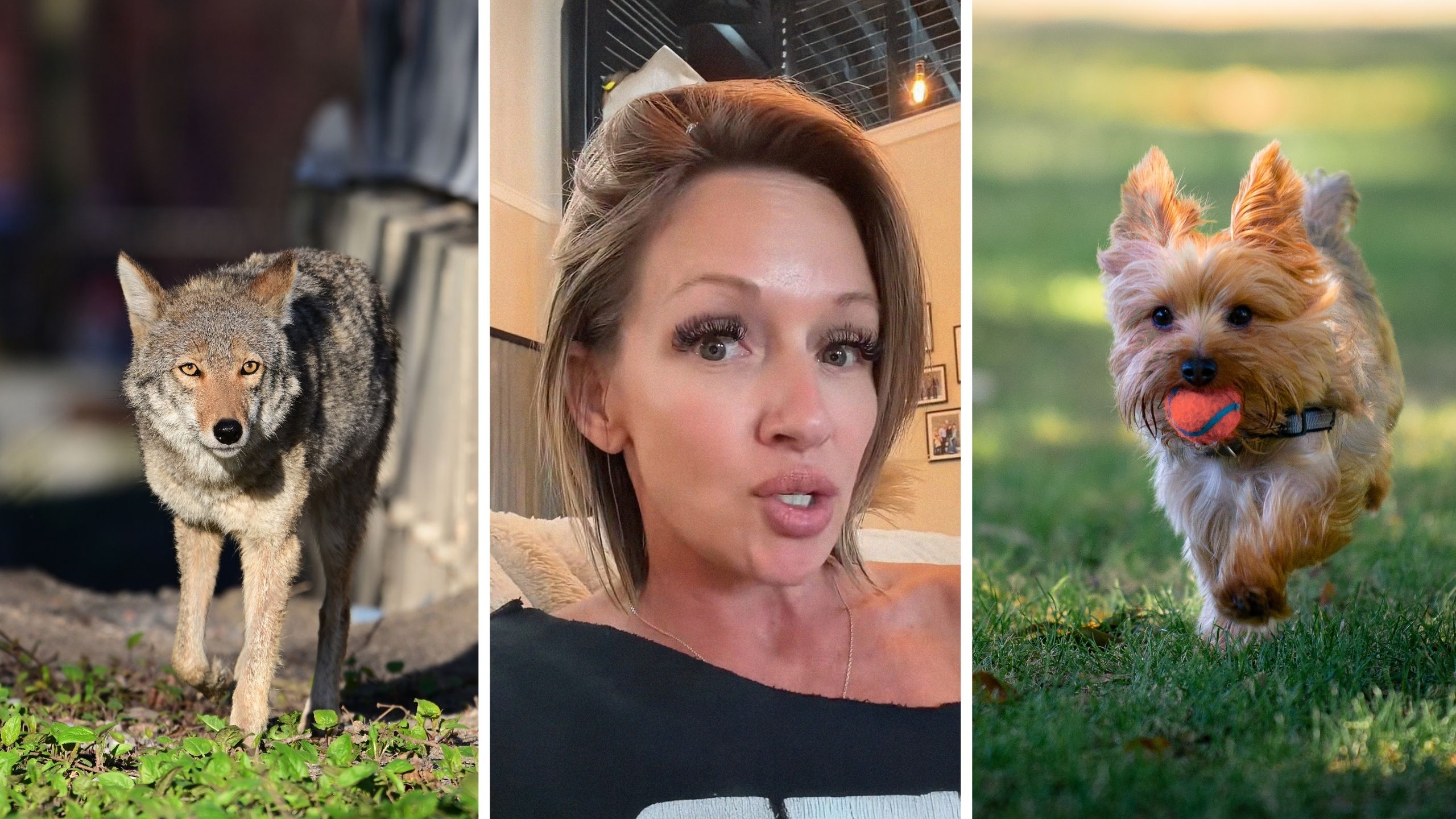 ‘It Happened To Me At 2:30 In The Afternoon’: Oklahoma Woman’s Dog Gets Snatched By Coyote Right In Front Of Her. She Thought She Could Scare It Off—But Not Even Her Pistol Helped