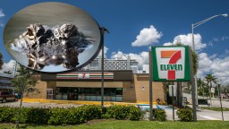 10-Foot-Long Dinosaur Of An Alligator Removed From Sarasota 7-Eleven Without Even Getting A Slurpee