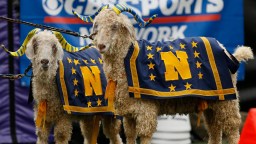Army Students Apparently Stole The Wrong Goat Mascot From Navy For College Football Pep Rally