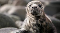 Baby Seal Waddles Into New Zealand Beer Bar After Wandering Away From The Shore (Video)