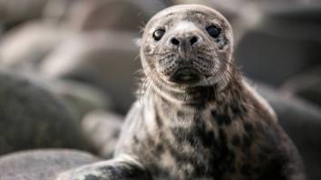 Baby Seal Waddles Into New Zealand Beer Bar After Wandering Away From The Shore (Video)