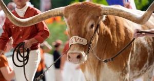Texas Longhorns mascot Bevo
