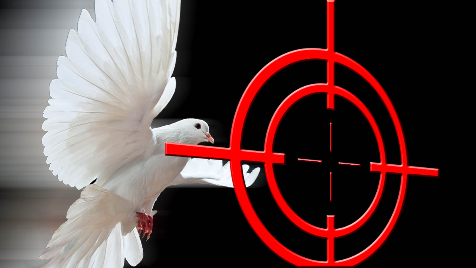 Former Miss New Zealand Got Absolutely Drilled In The Face By A Bird While Doing A News Report