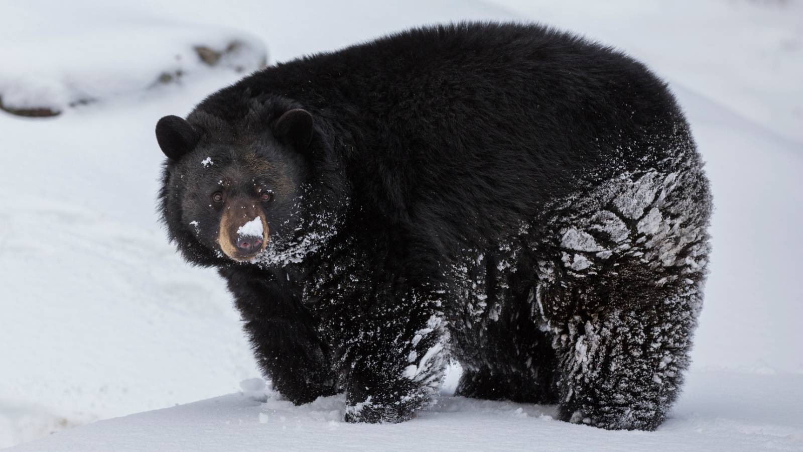 Massive Black Bear Casually Strolls Through The Street After Crashing Christmas Parade In Tennessee