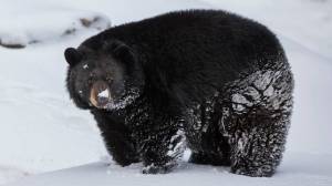 black bear in snow