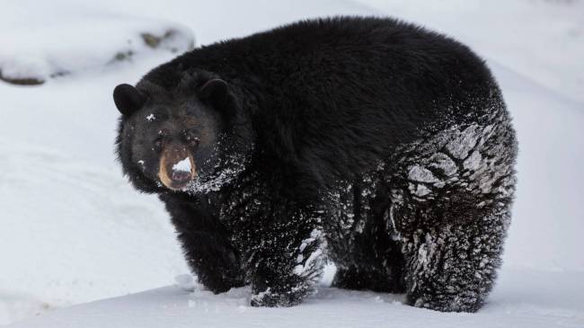 black bear in snow