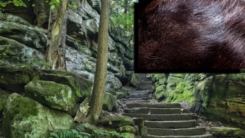 Animal That Disappeared From Cuyahoga County, Ohio Spotted For First Time Since 1800s