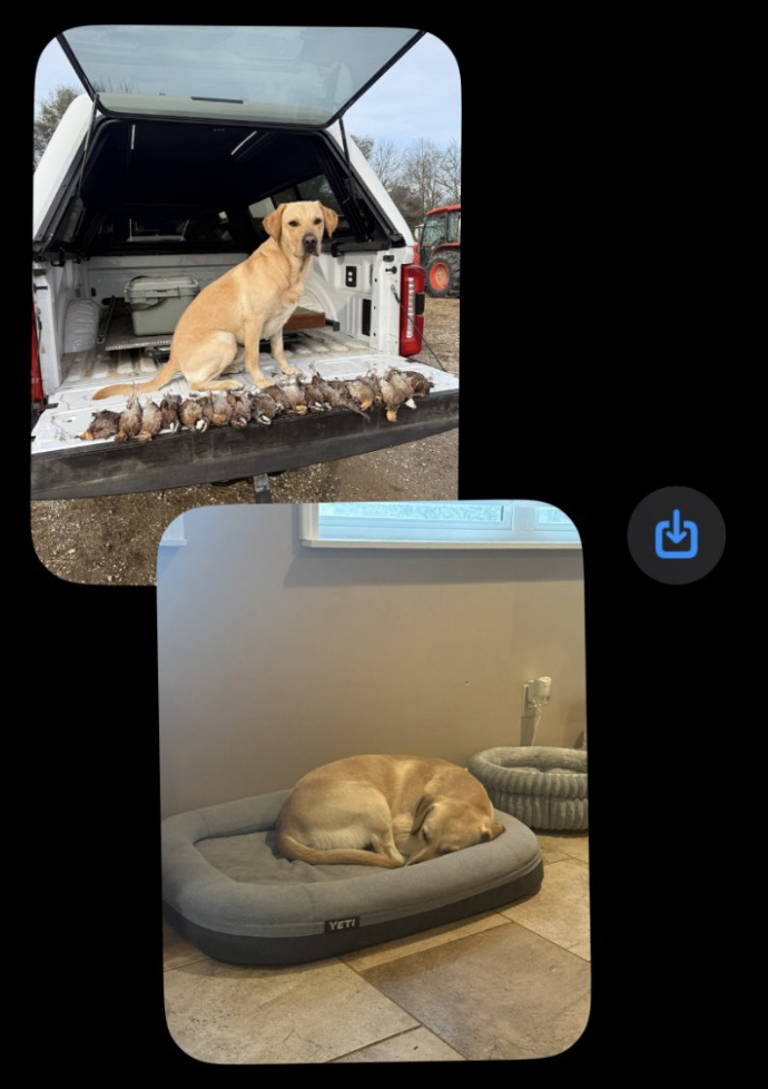 Lane Kiffin Dog Juice