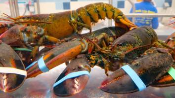 $400K Shipment Of Live Lobsters Hijacked En Route To Costco Sparks FBI Investigation