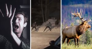 man runs in fear (l) two men trying to touch a wild animal (c) relaxed moose (r)