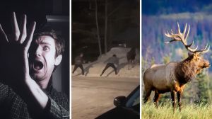 man runs in fear (l) two men trying to touch a wild animal (c) relaxed moose (r)