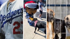 dodgers logo (l) mascot playing with dog (c) shelter dogs (r)