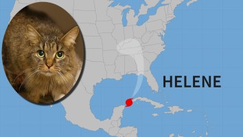Pet Cat Missing For 443 Days Since Hurricane Helene Is Reunited With Family