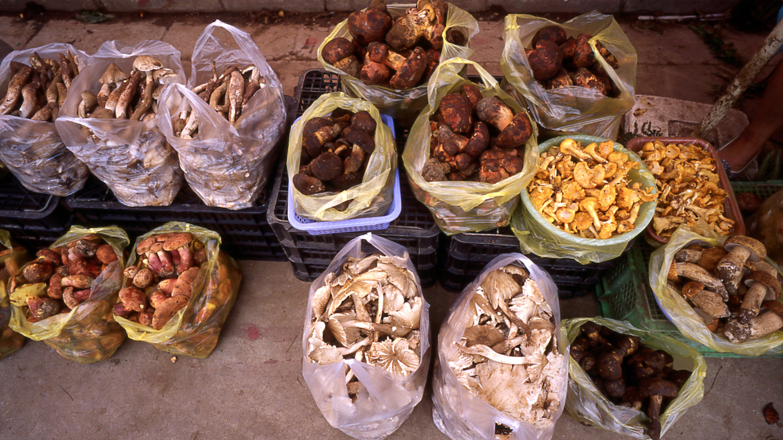 food market in China with a variety of mushroom species