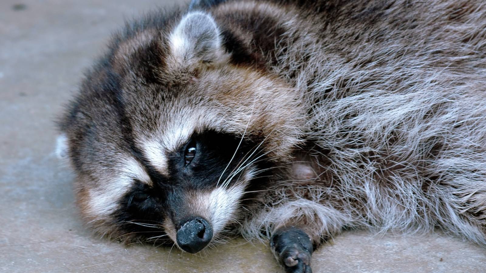 Driunk Racoon Drunk Raccoon Passed Out In Bathroom Of Virginia Liquor Store