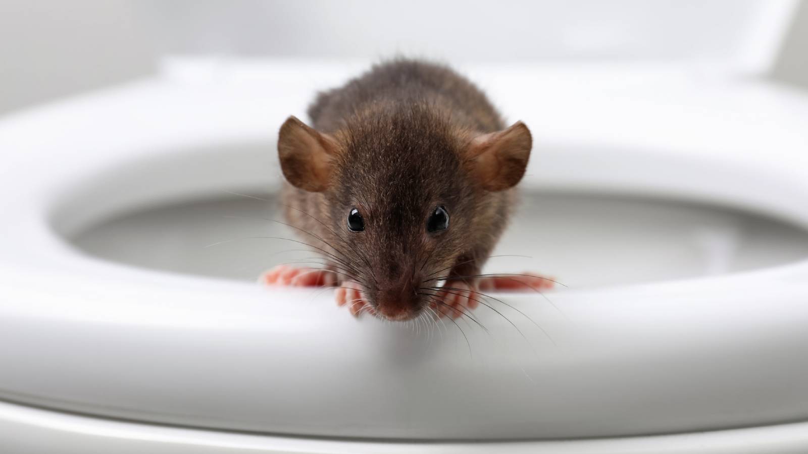 Washington State Officials Issue ‘Toilet Rat’ Warning Over Heavy Flooding
