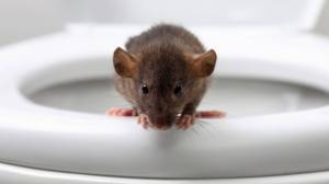 rat on toilet