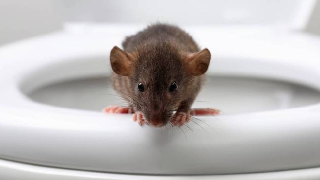 rat on toilet