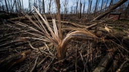 No, You Don’t Have To Worry About Exploding Trees During The Upcoming Blizzard