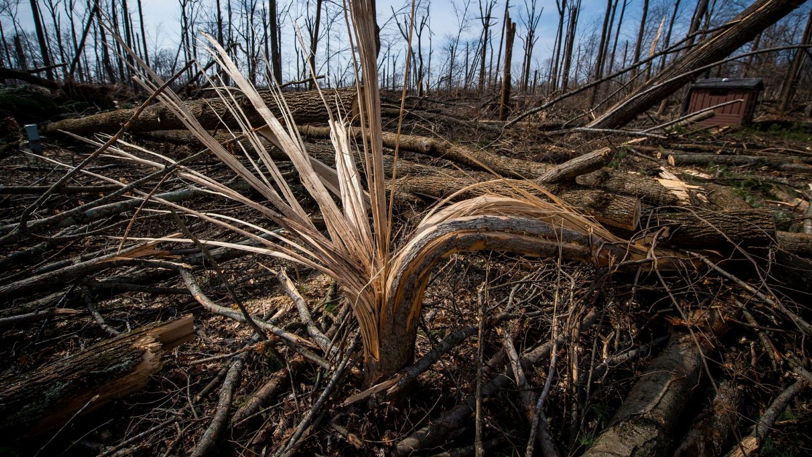Will Trees Actually Explode Due To Extreme Cold Temperatures?