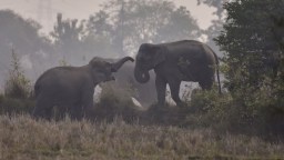 Killer Elephant Responsible For The Deaths Of 22 People Remains On The Loose In India