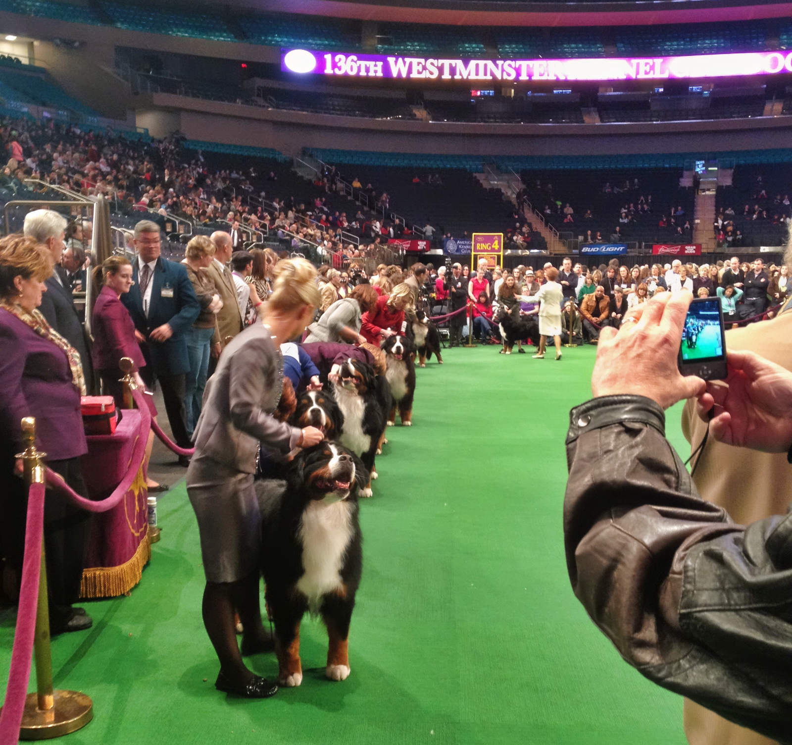Bernese Mountain Dogs at Westminster Dog Show in Madison Square Garden