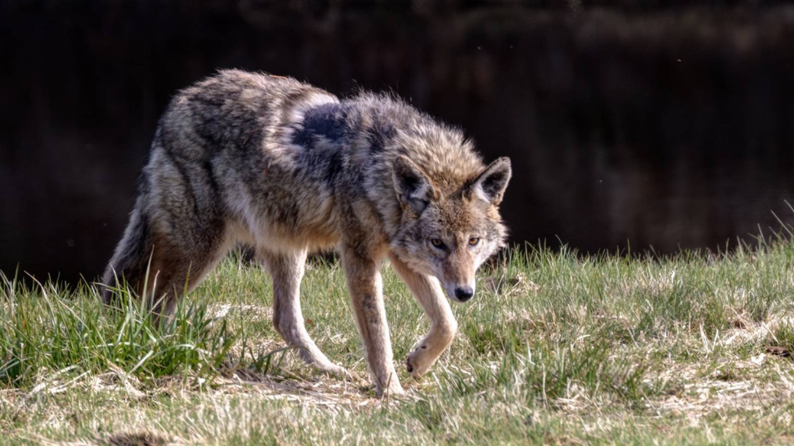 Coyote Spotted On Alcatraz For The First Time After Swimming To Shuttered San Francisco Prison