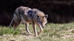 Coyote Spotted On Alcatraz For The First Time After Swimming To Shuttered San Francisco Prison