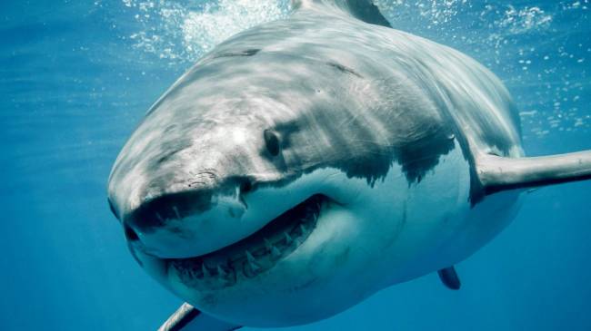 great white shark