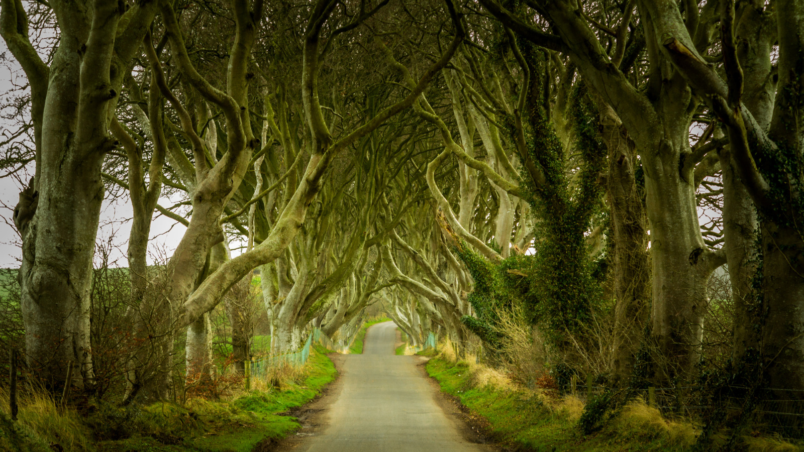 magical forest in Northern Ireland