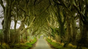 magical forest in Northern Ireland
