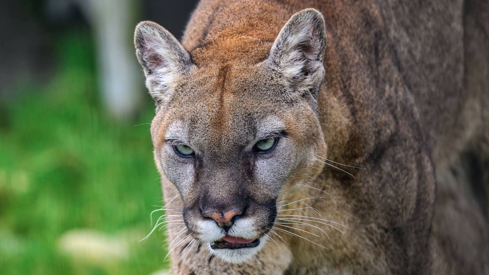 Mountain Lion Captured In The Middle Of San Francisco After Viral Video Caught It Prowling The Streets