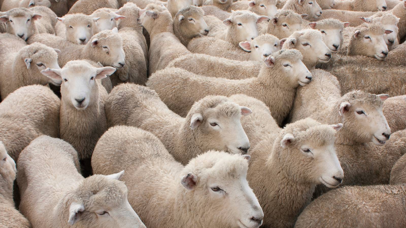 Herd Of 50 Sheep Wreak Havoc After Invading German Supermarket They Left Covered In Poop (Video)