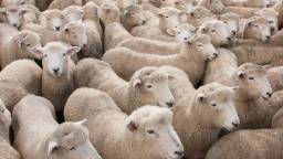 Herd Of 50 Sheep Wreak Havoc After Invading German Supermarket They Left Covered In Poop (Video)