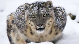 Chinese Skier Mauled After Trying To Take A Selfie With A Snow Leopard