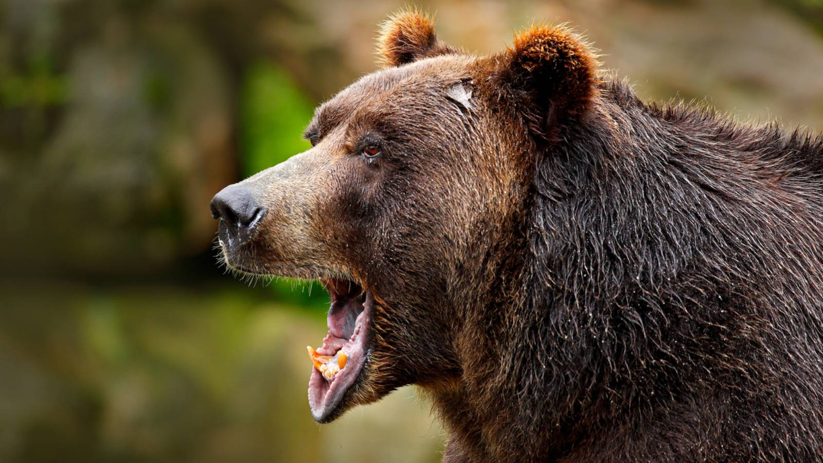 An Oregon Brewery Has Whipped Up A Beer Made With Bear Poop