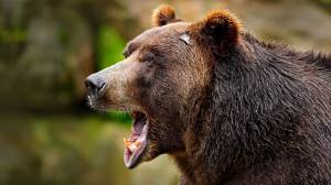 surprised bear