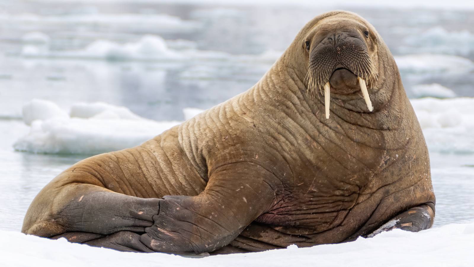 New Jersey Restaurant Issues Call For Help After Man Steals Walrus Penis From Behind The Bar
