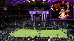 Westminster Kennel Club Dog Show best in Show beagle at madison square garden