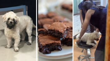 Dog Eats A Brownie. Then The Owner Sees The Vet’s Method To Making It Throw Up: ‘Are U Sure They’re Licensed?’