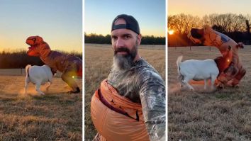 Farmer Says That Goats Are Afraid Of Dinosaurs. So He Buys A T-Rex Costume And Goes Out In The Field: ‘Who’s The Boss?’