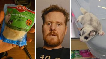 Florida Pet Owner Misplaces Sugar Glider. Then He Has To Comb The House. You Won’t Believe Where He Found It